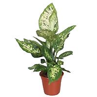 Dieffenbachia Compacta 12/40