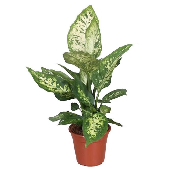 Dieffenbachia Compacta 12/40