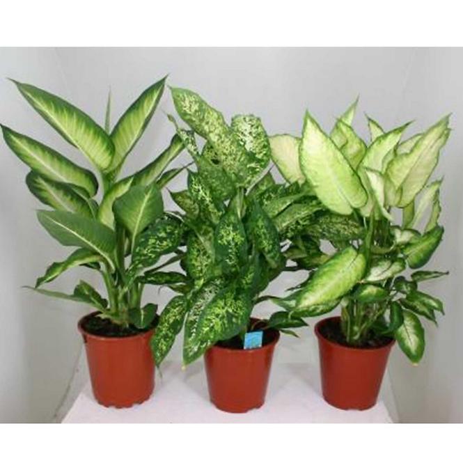 Dieffenbachia mixed 17/60