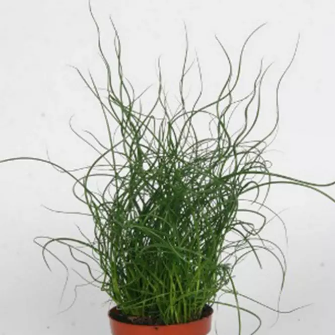 Juncus effusus Liebeslocken 12/35