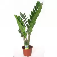 Zamioculcas 2-3 12/40