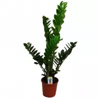 Zamioculcas 3-4 14/40