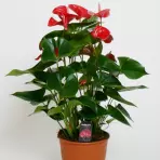Anthurium Andreanum mix 21/80