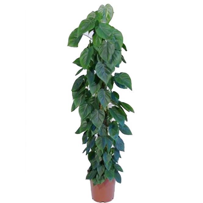 Philodendron Scandens Mechtyc 27/150