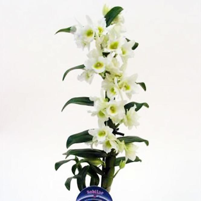 Dendrobium Nobile biały 1 12 /55