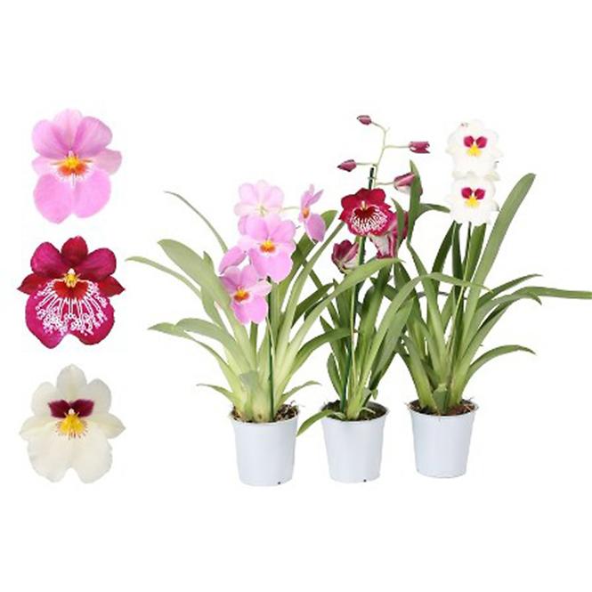 Miltonia 11 /35