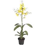 Oncidium 12 /60