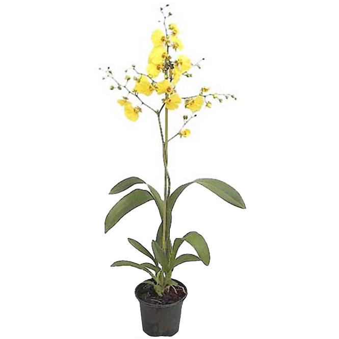 Oncidium 12 /60