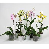 Orchids Mix 12 /60