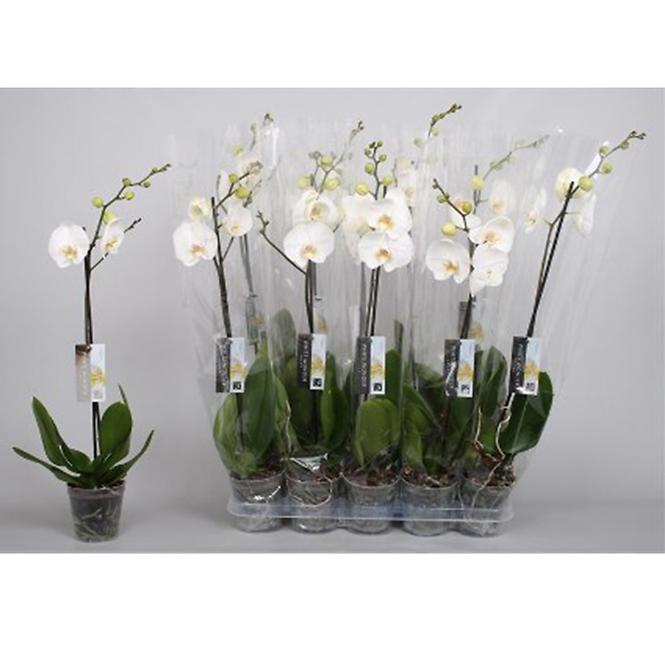 Phalaenopsis 6+ biały 12/60