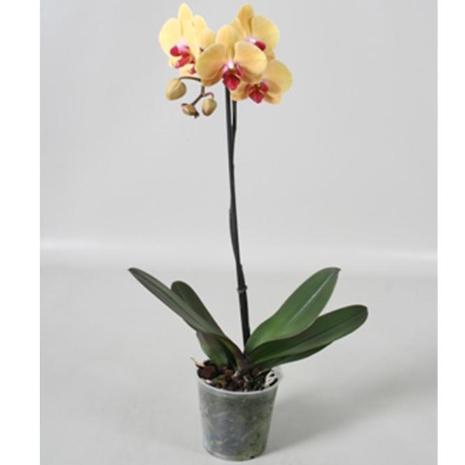 Phalaenopsis żółty 12/60