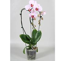 Phalaenopsis Kaskada 12/50