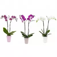 Phalaenopsis 2 St 13/45