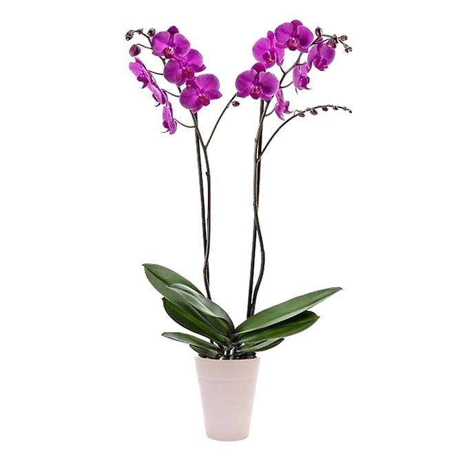 Phalaenopsis 2 St 13/45