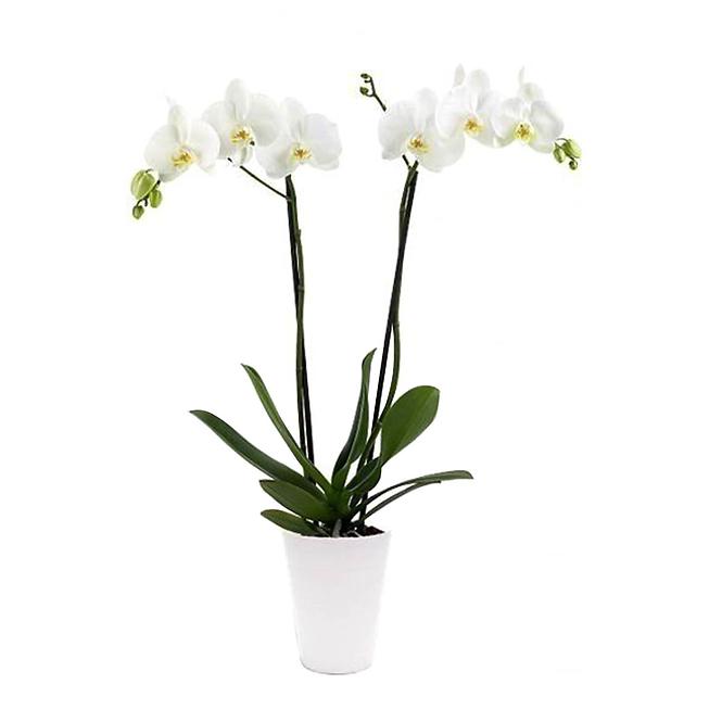 Phalaenopsis 2 St 13/45