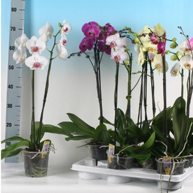 Phalaenopsis Super Mix