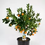 Citrofortunella Calamondin 19 /65