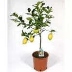Citrofortunella Lemon 22 /80