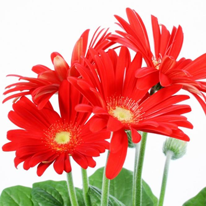 Gerbera czerwona 12/30