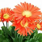 Gerbera pomarańczowa 12/30