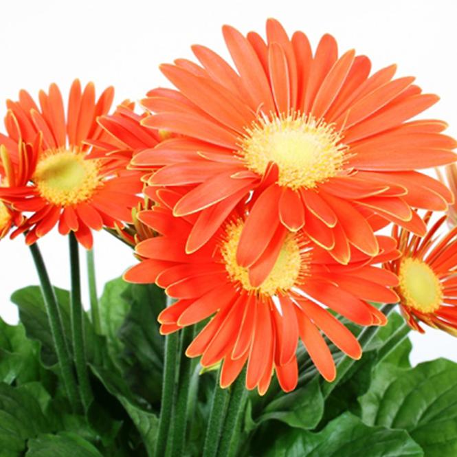 Gerbera pomarańczowa 12/30