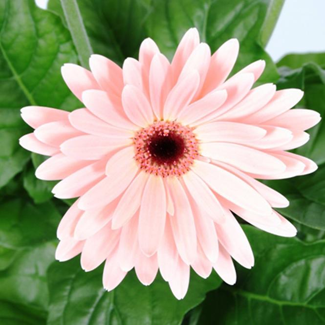 Gerbera różowa 12/30