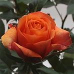 Rosa pomarańczowa 10/20