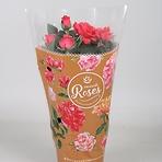 Rosa różowa 10/20
