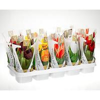 Tulipa Mix