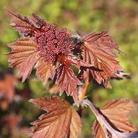 Viburnum w odmianach