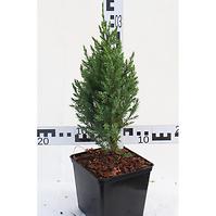 Juniperus Chinensis STRICTA