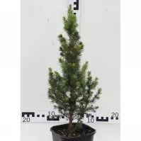 Picea Glauca Daisy S White/Rainbow S End  C2