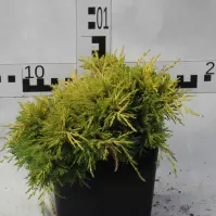 Juniperus Pfitzeriana (X) Gold Star C3