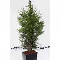 Thuja Plicata Gerderland C3