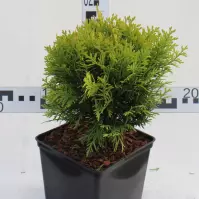 Thuja Occidentalis Mirjam / Dawid C3