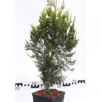 Thuja Plicata Kórnik C3