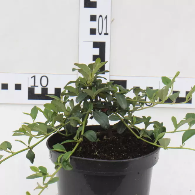 Cotoneaster W Odmianach Irga C1,5