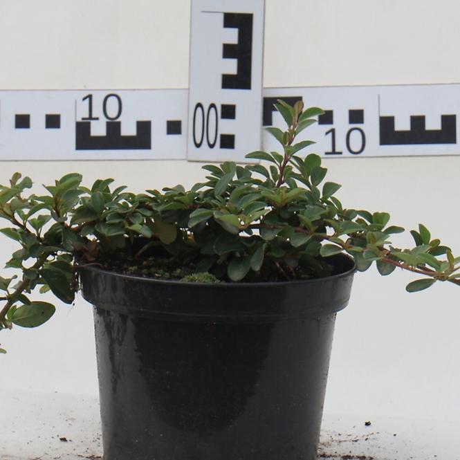 Cotoneaster W Odmianach Irga C1,5