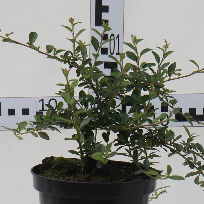 Cotoneaster W Odmianach Irga C1,5