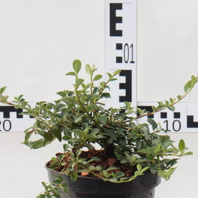 Cotoneaster W Odmianach Irga C1,5