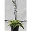 Hosta C1,5
