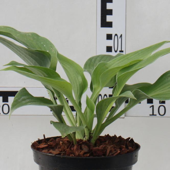 Hosta C1,5