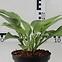 Hosta C1,5,2