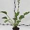 Hosta C1,5,3