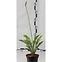 Hosta C1,5,4