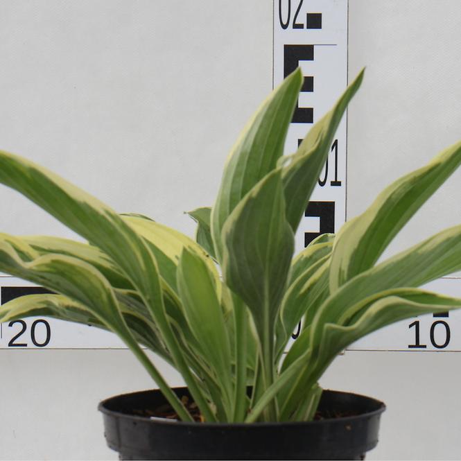 Hosta C1,5