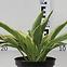 Hosta C1,5,5