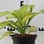 Hosta C1,5,6