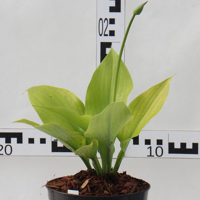 Hosta C1,5