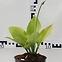 Hosta C1,5,7